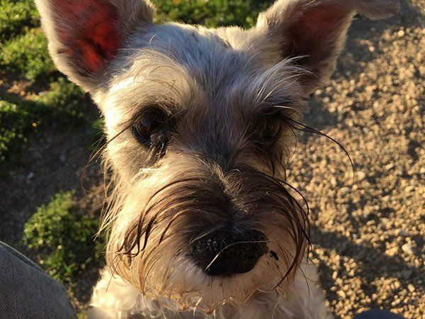 A close up of a schnauzer dog looking at the camera.
