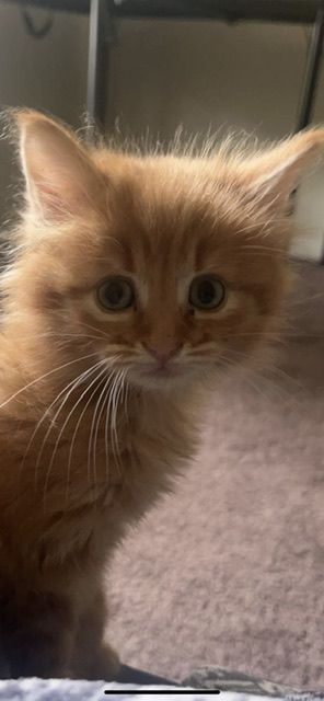 A close-up of a fluffy cat looking at the camera.