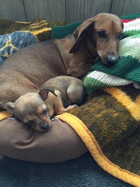 A dachshund and two puppies are laying in a dog bed.