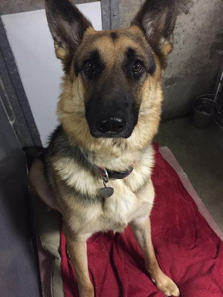 A german shepherd dog is sitting on a red blanket.