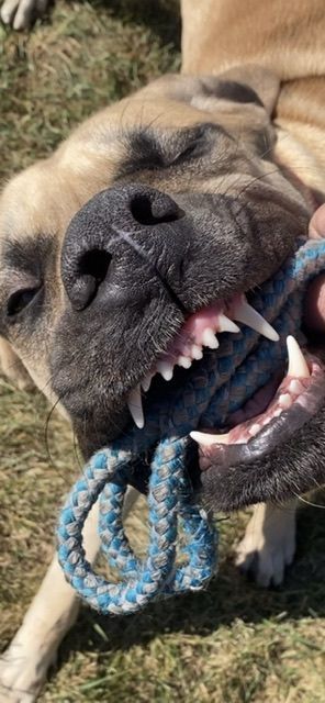 A close up of a dog holding a toy in its mouth.