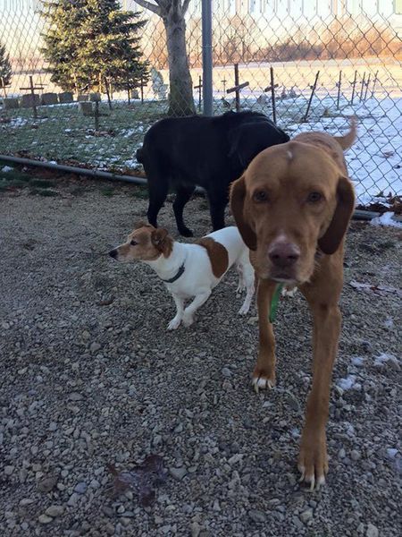 Three dogs are standing next to each other in front of a chain link fence.