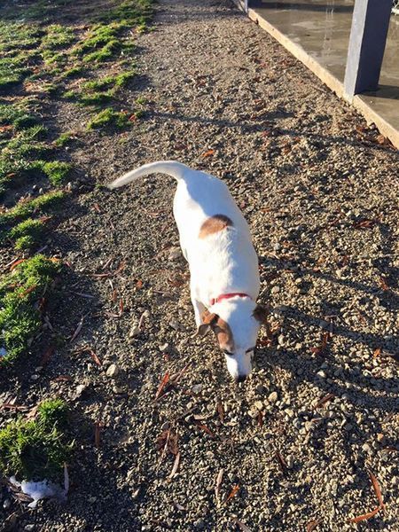 A white dog with brown spots is standing on a gravel path