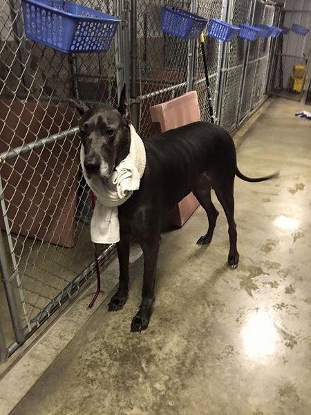 A black dog wearing a white scarf around its neck is standing in a cage.