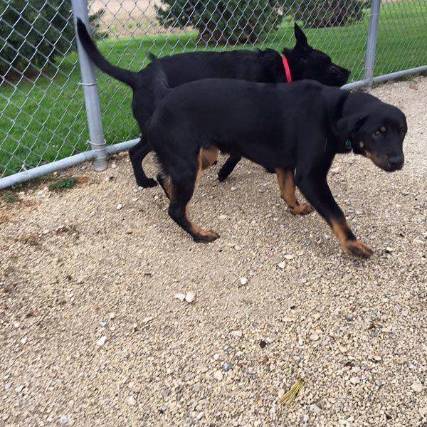 Two black dogs standing next to each other near a chain link fence