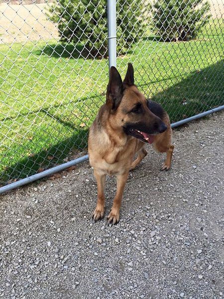 A german shepherd dog is standing in front of a chain link fence.