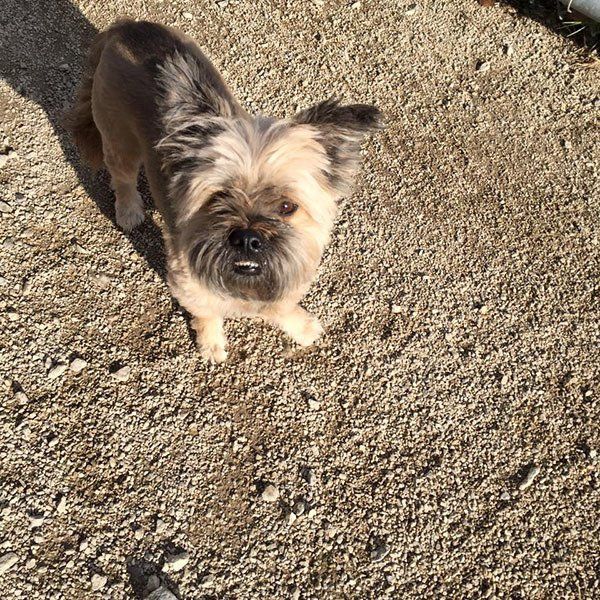 A small dog standing on a gravel road looking up at the camera