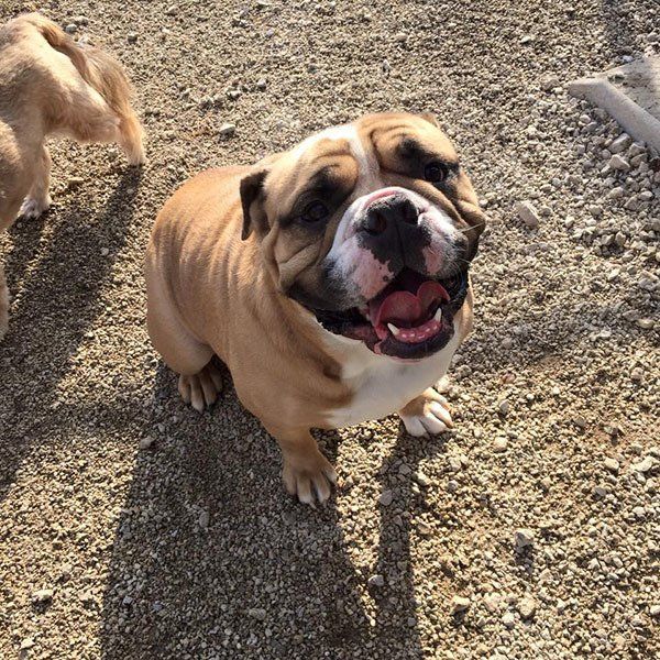 A brown and white dog is standing in the dirt and smiling