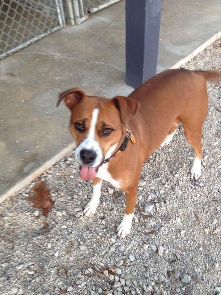 A brown and white dog with its tongue hanging out