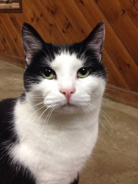 A black and white cat with green eyes is looking at the camera