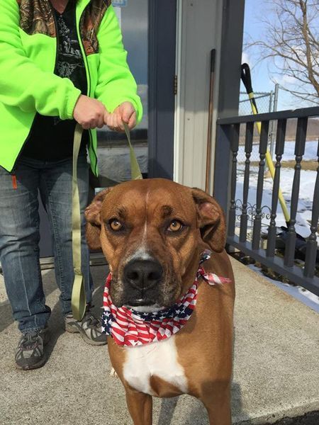 A woman is walking a brown dog on a leash