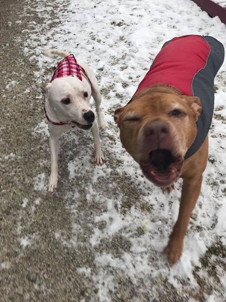 A white dog and a brown dog are standing in the snow