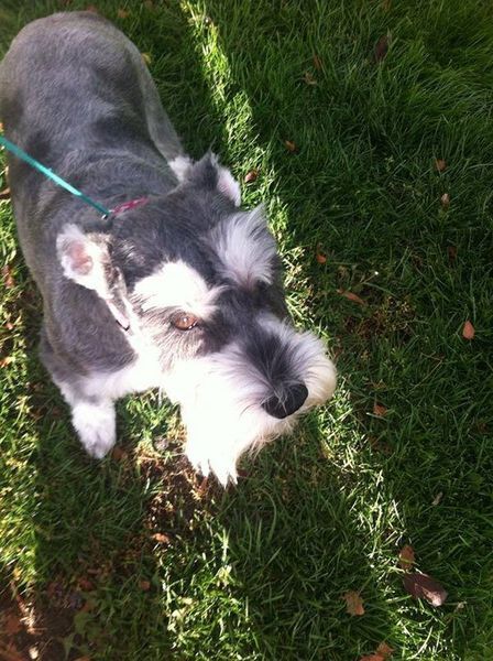 A small black and white dog is standing in the grass on a leash.
