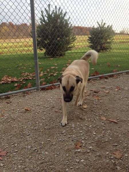 A dog standing in front of a chain link fence