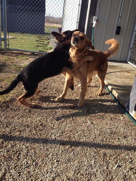 Two dogs are playing with each other in a fenced in area