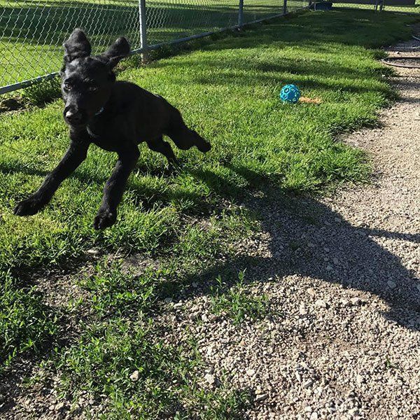 A black dog is running on a gravel path in a park.
