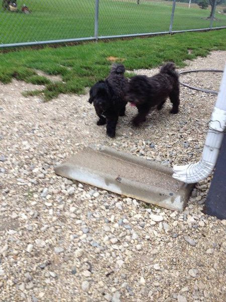 Two small black dogs are playing in a gravel area