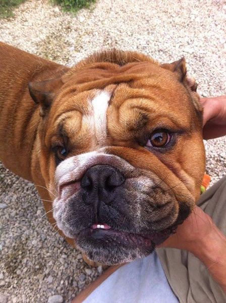 A close up of a bulldog being held by a person