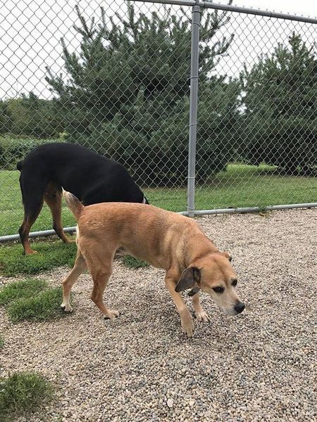 Two dogs are sniffing each other in a fenced in area.