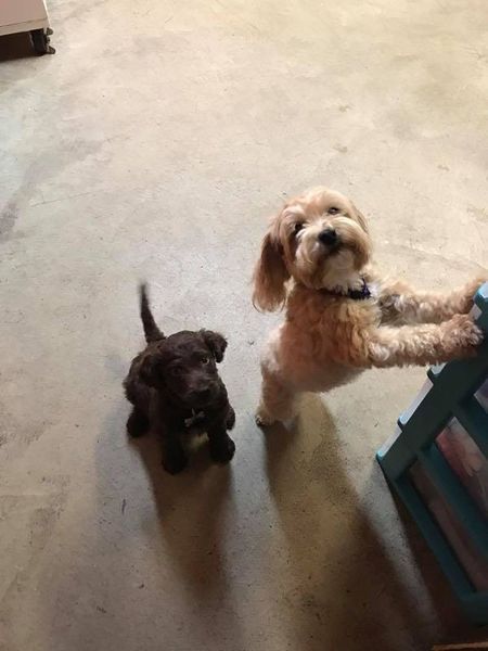 Two small dogs are standing next to each other on the floor