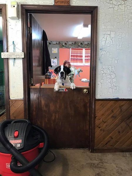 A black and white dog looking out of a door next to a vacuum cleaner