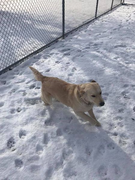 A dog is running in the snow near a chain link fence.