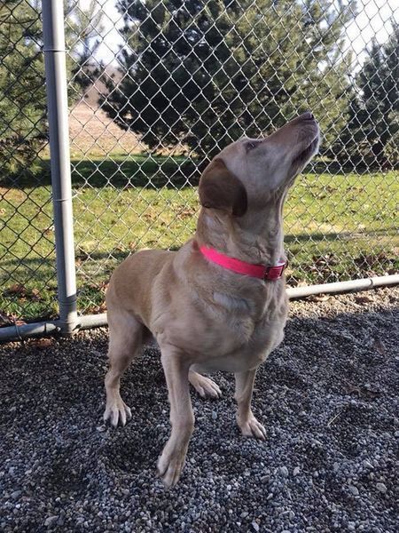 A dog wearing a pink collar is standing in front of a chain link fence.