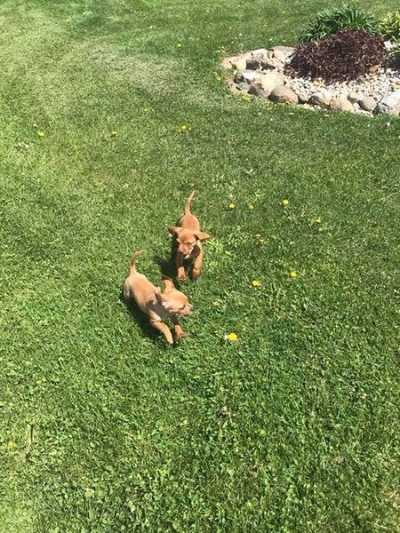 Two puppies are running in the grass in a yard.