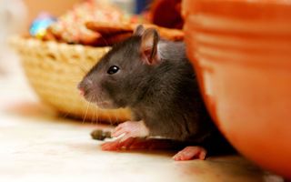 Rainbow Pest Control Inc | Pest Control | Emporia, KS