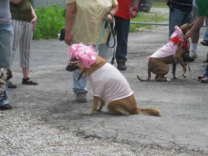 Dog wearing costume