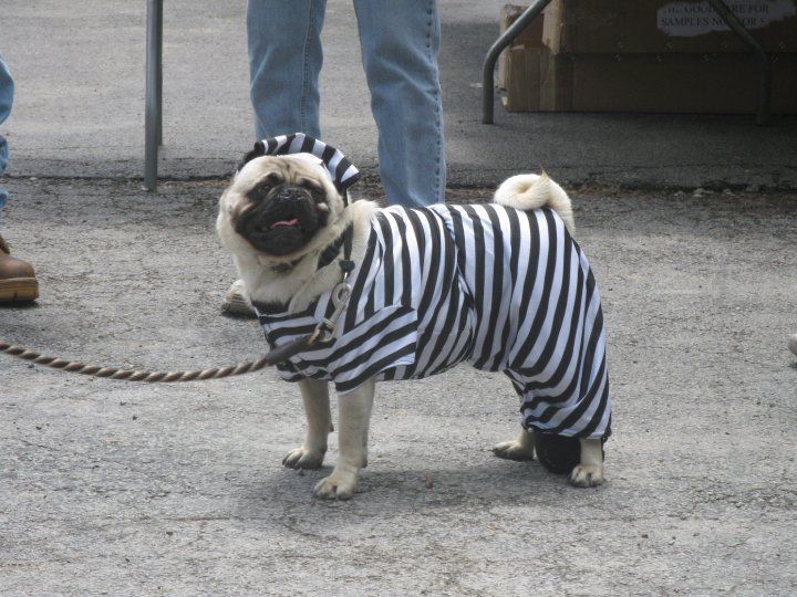 Dog wearing costume