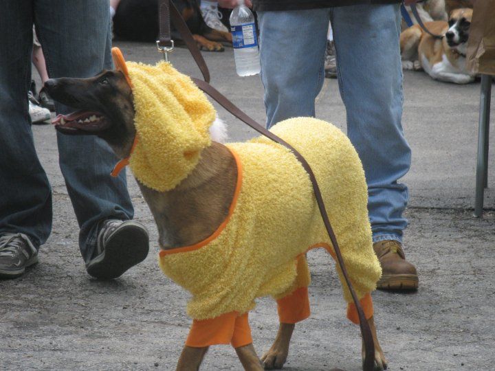Dog wearing costume
