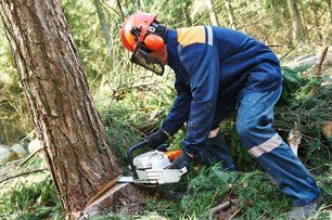 Frank Jastrabek's Tree Service Experts Inc. | Tree Care | Westland, MI