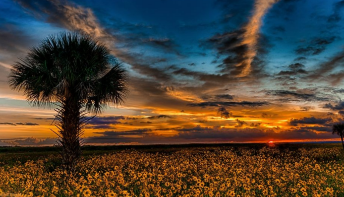 flowers and sunset