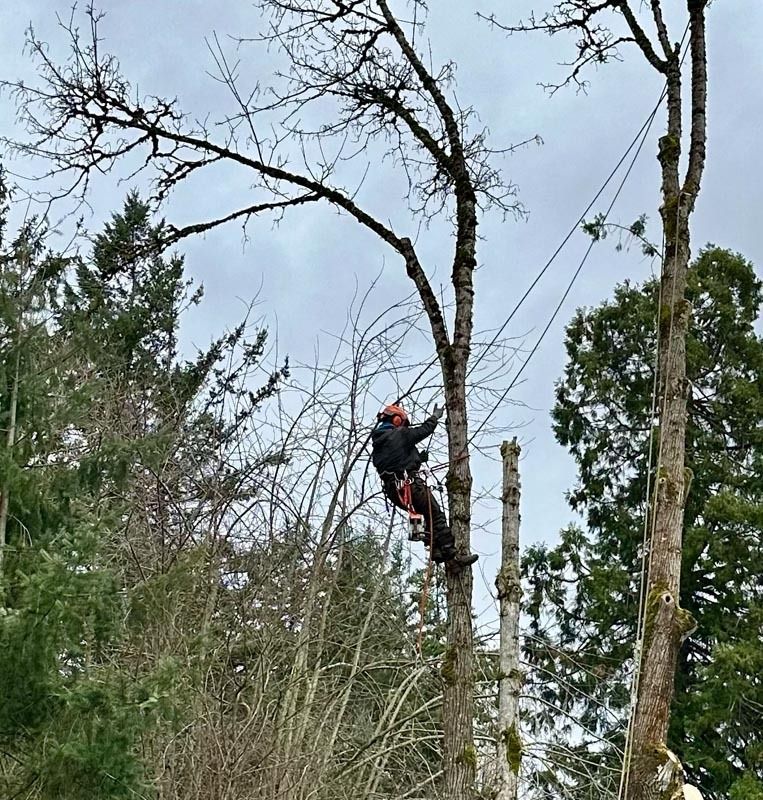Arborist in harness trimming a tree, using ropes in a cloudy outdoor setting.
