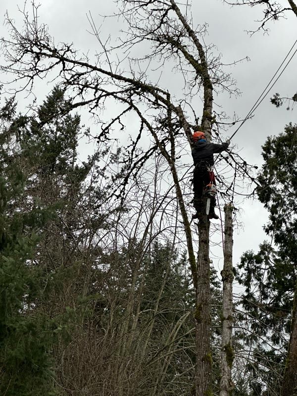 Arborist in a tree, trimming branches with a chainsaw. Overcast day.