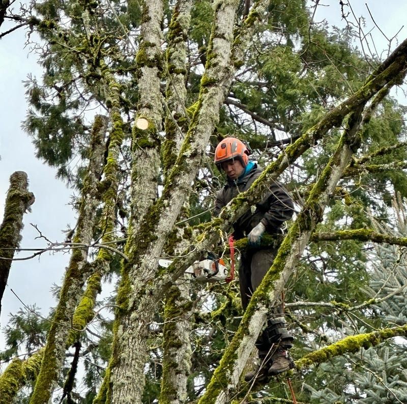 Arborist in orange helmet and safety gear, using a chainsaw in a tree. Cloudy day.