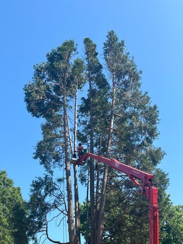 Man in cherry picker trimming tall trees against a clear blue sky.