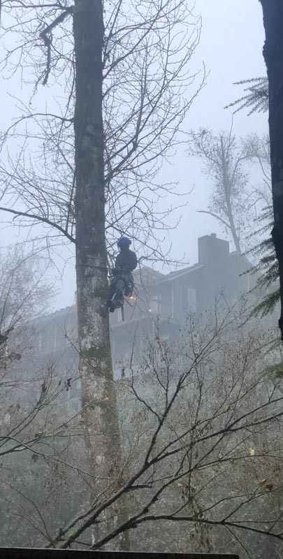 A person climbs a tree near a building on a foggy day.