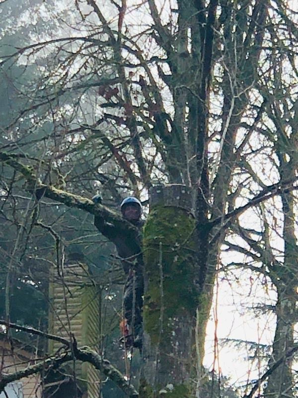 Person in work attire climbing a large tree, possibly trimming branches, in a foggy outdoor setting.