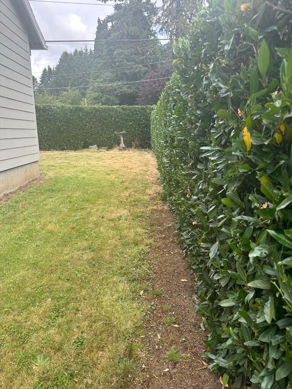 Lawn and a tall, green hedge bordering a dirt pathway next to a light-colored building wall.