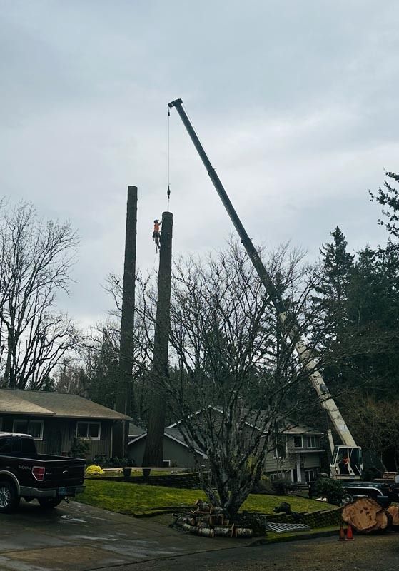 Crane removing tree trunks near residential homes on a cloudy day.