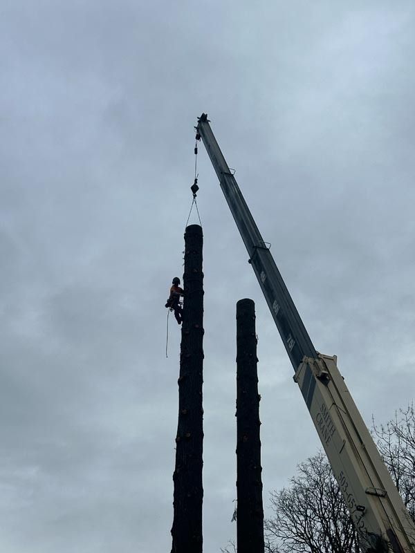 Arborist on a tall tree trunk, with crane assisting. Overcast sky.