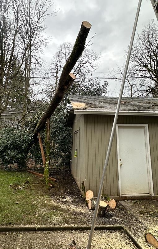 Tree branch being cut near a building with a white door; sawdust visible on the ground.