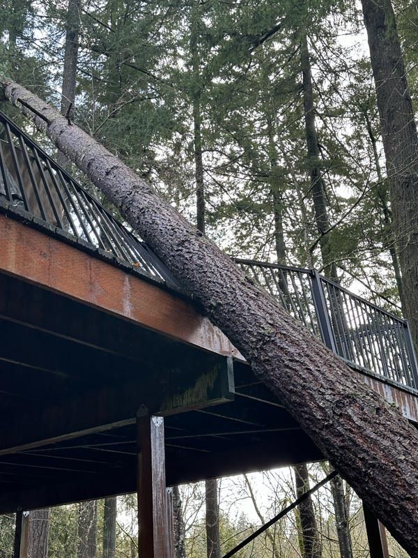 A large fallen tree rests on the deck of a house. Forest setting.