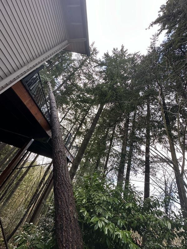 A tall tree leans against a deck of a house, surrounded by other trees against a cloudy sky.