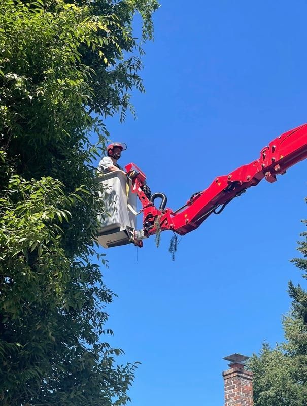 Man in cherry picker trims tree branches against blue sky.