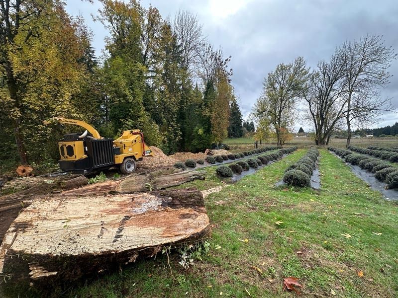 A wood chipper processes logs next to lavender rows in a field under an overcast sky.