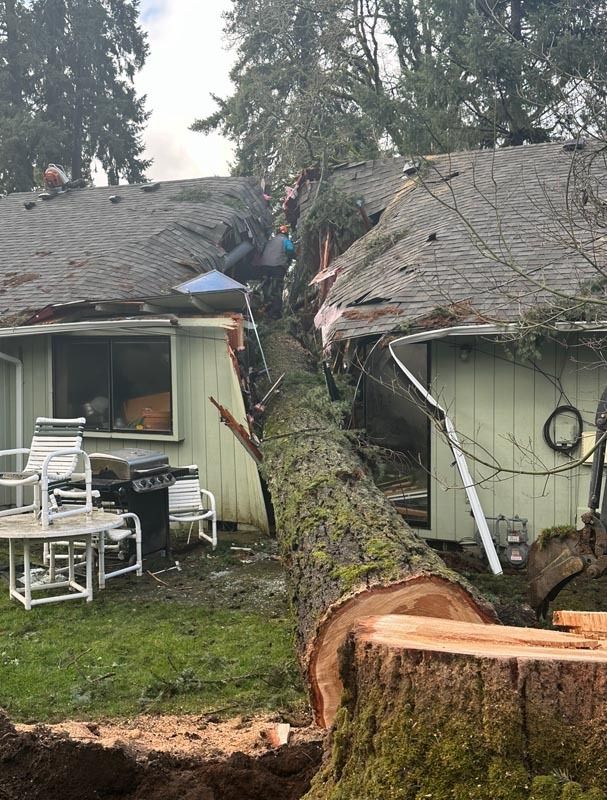 Fallen tree on a house roof; damage to structure. Green lawn, light green house exterior, grey roof.