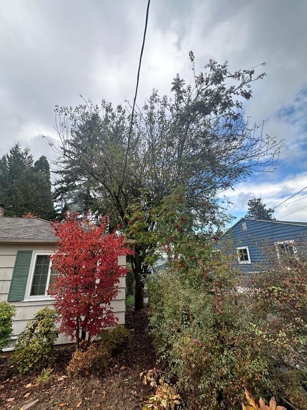 Houses with trees, including a red maple, under a cloudy sky.